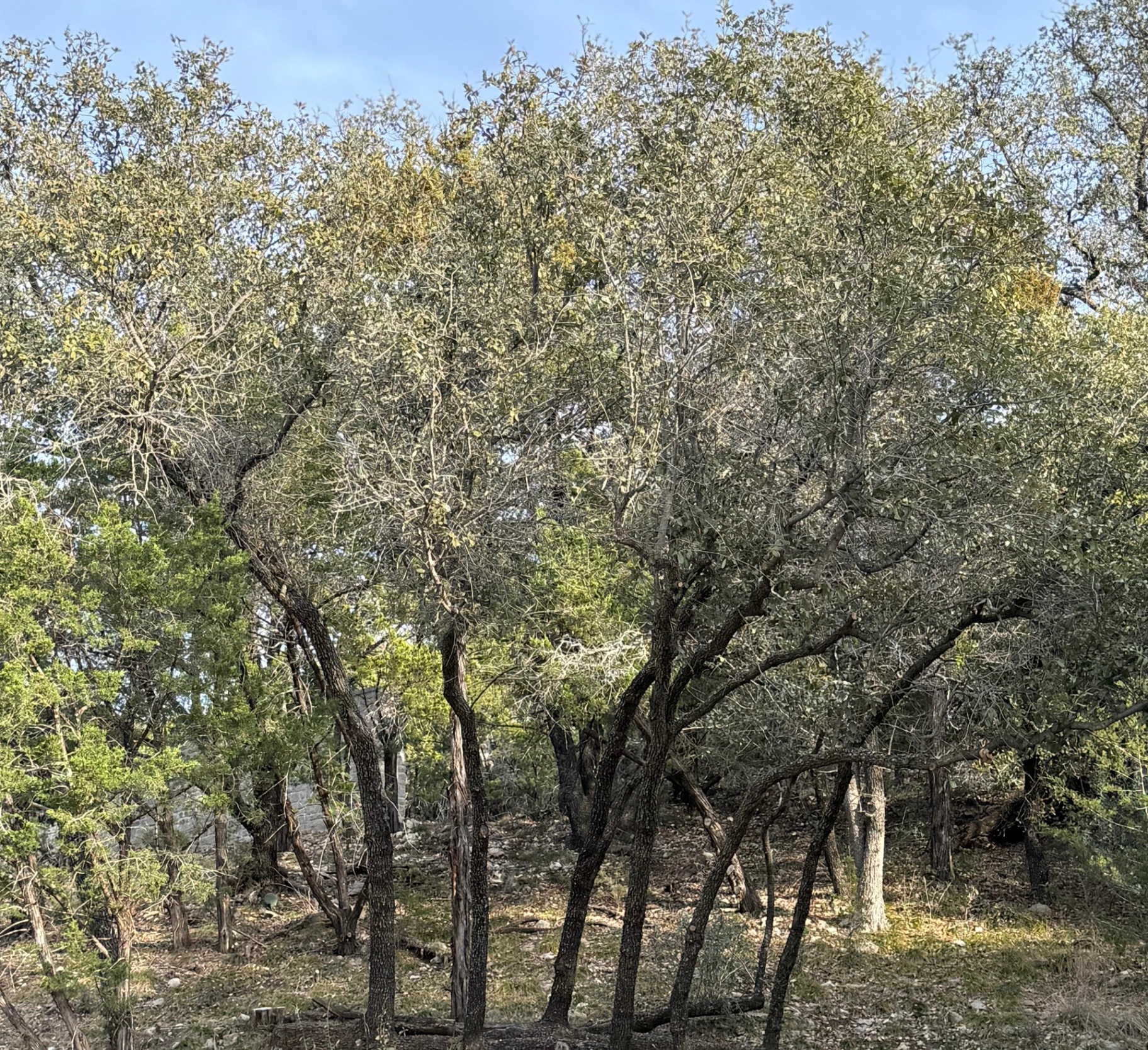 Legacy Land Development | Land Clearing & Skid Steer Services North Texas