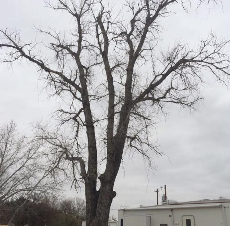 Legacy Land Development | Land Clearing & Skid Steer Services North Texas